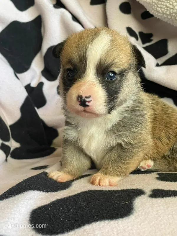 Cleo - Triple Clear - AKC full  – Pembroke Welsh Corgi puppy for sale in Apple Valley, CA