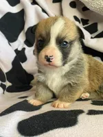 Cleo - Triple Clear - AKC full , a male Pembroke Welsh Corgi for sale in Apple Valley, CA – 1 of 7