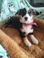 Blue - Auggie Today only $500 , a male Pembroke Welsh Corgi and Toy Australian Shepherd for sale in Apple Valley, CA – Photo 3 of 7