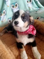 Blue - Auggie Today only $500 , a male Pembroke Welsh Corgi and Toy Australian Shepherd for sale in Apple Valley, CA – Photo 4 of 7