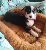 Blue - Auggie Today only $500 , a male Pembroke Welsh Corgi and Toy Australian Shepherd for sale in Apple Valley, CA – Photo 2 of 7