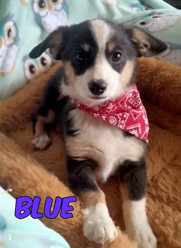 Blue - Auggie Today only $500  – Pembroke Welsh Corgi, Toy Australian Shepherd puppy for sale in Apple Valley, CA