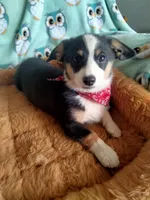 Blue - Auggie Today only $500 , a male Pembroke Welsh Corgi and Toy Australian Shepherd for sale in Apple Valley, CA – Photo 5 of 7