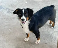 Bindy - Auggie , a female Pembroke Welsh Corgi and Toy Australian Shepherd for sale in Apple Valley, CA – 2 of 7