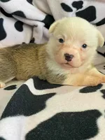 Clara - Triple Clear - AKC, a female Pembroke Welsh Corgi for sale in Apple Valley, CA – 5 of 8