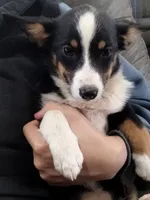 Bonnie-Auggie , a female Pembroke Welsh Corgi and Toy Australian Shepherd for sale in Apple Valley, CA – 2 of 6