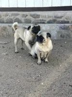 Penny , a female Pug for sale in Apple Valley, CA – 7 of 7