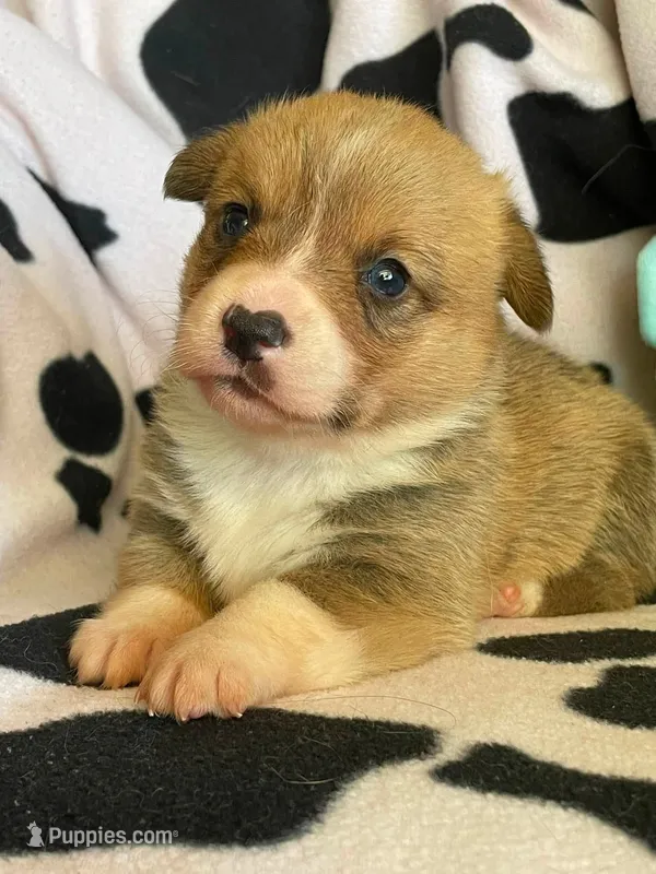 China - Triple Clear - Full AKC – Pembroke Welsh Corgi puppy for sale in Apple Valley, CA