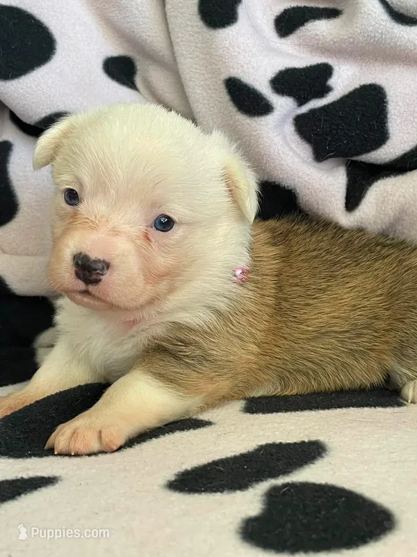 Clara - Triple Clear - AKC – Pembroke Welsh Corgi puppy for sale in Apple Valley, CA