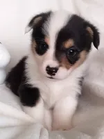 Charlie , a female Pembroke Welsh Corgi for sale in Apple Valley, CA – Photo 5 of 7