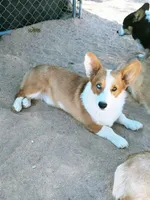 Charlie , a female Pembroke Welsh Corgi for sale in Apple Valley, CA – Photo 7 of 7
