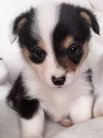 Charlie , a female Pembroke Welsh Corgi for sale in Apple Valley, CA – Photo 2 of 7