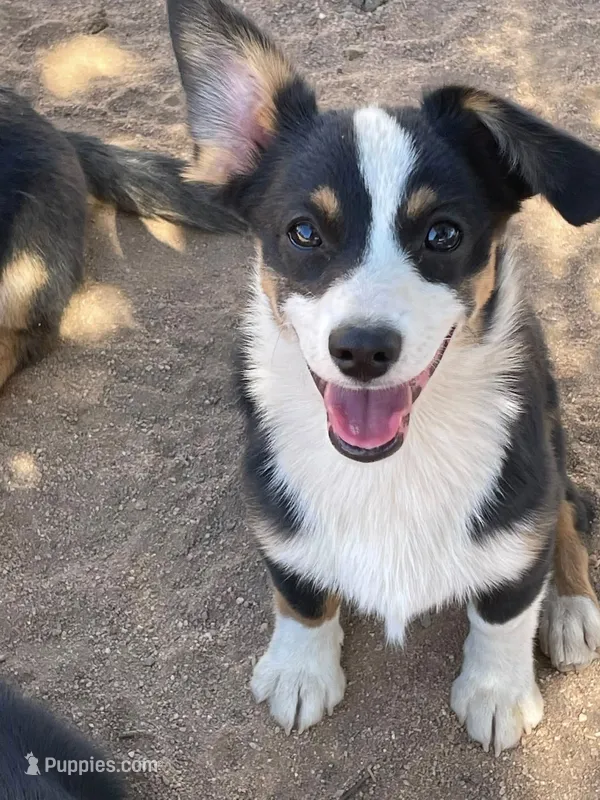 Blue - Auggie  – Pembroke Welsh Corgi, Toy Australian Shepherd puppy for sale in Apple Valley, CA