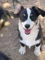 Blue - Auggie , a male Pembroke Welsh Corgi and Toy Australian Shepherd for sale in Apple Valley, CA – 1 of 7