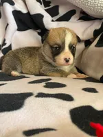 Cleo - Triple Clear - AKC full , a male Pembroke Welsh Corgi for sale in Apple Valley, CA – 3 of 7