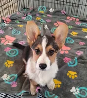 Sina, a male Cardigan Welsh Corgi and Pembroke Welsh Corgi for sale in Apple Valley, CA – 2 of 5