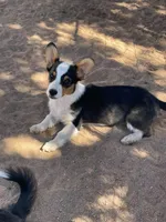 Chewy, a male Pembroke Welsh Corgi for sale in Apple Valley, CA – 1 of 6