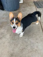 Sina Sale day ONLY 6/27 , a male Pembroke Welsh Corgi for sale in Apple Valley, CA – 3 of 6