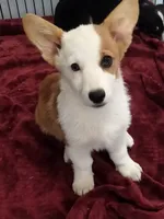 Baby Chloe, a female Pembroke Welsh Corgi for sale in Apple Valley, CA – 4 of 6