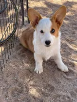 Chloe, a female Pembroke Welsh Corgi for sale in Apple Valley, CA – 2 of 5
