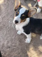 Chewy, a male Pembroke Welsh Corgi for sale in Apple Valley, CA – 2 of 6