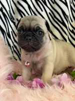 Penny , a female Pug for sale in Apple Valley, CA – 2 of 7