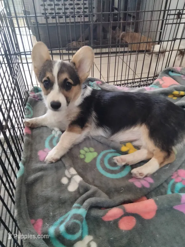 Stella – Cardigan Welsh Corgi, Pembroke Welsh Corgi puppy for sale in Apple Valley, CA