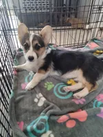 Stella, a female Cardigan Welsh Corgi and Pembroke Welsh Corgi for sale in Apple Valley, CA – 1 of 6