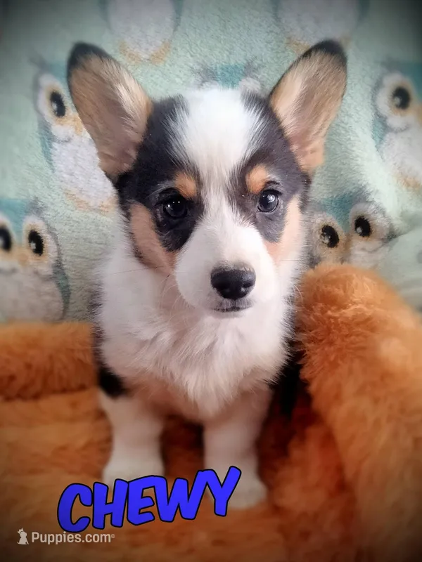 Chewy – Pembroke Welsh Corgi puppy for sale in Apple Valley, CA