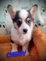 Chewy, a male Pembroke Welsh Corgi for sale in Apple Valley, CA – Photo 1 of 9