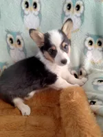 Chewy, a male Pembroke Welsh Corgi for sale in Apple Valley, CA – Photo 6 of 9