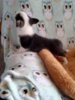 Chewy, a male Pembroke Welsh Corgi for sale in Apple Valley, CA – Photo 7 of 9