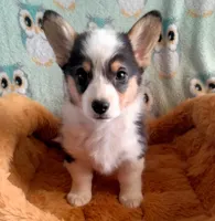 Chewy, a male Pembroke Welsh Corgi for sale in Apple Valley, CA – Photo 3 of 9