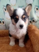 Chewy, a male Pembroke Welsh Corgi for sale in Apple Valley, CA – Photo 2 of 9