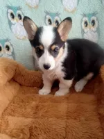 Chewy, a male Pembroke Welsh Corgi for sale in Apple Valley, CA – Photo 5 of 9