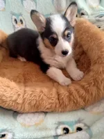 Chewy, a male Pembroke Welsh Corgi for sale in Apple Valley, CA – Photo 4 of 9