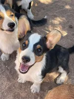 Chewy, a male Pembroke Welsh Corgi for sale in Apple Valley, CA – 4 of 6