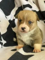 China - Triple Clear - Full AKC, a female Pembroke Welsh Corgi for sale in Apple Valley, CA – 5 of 8