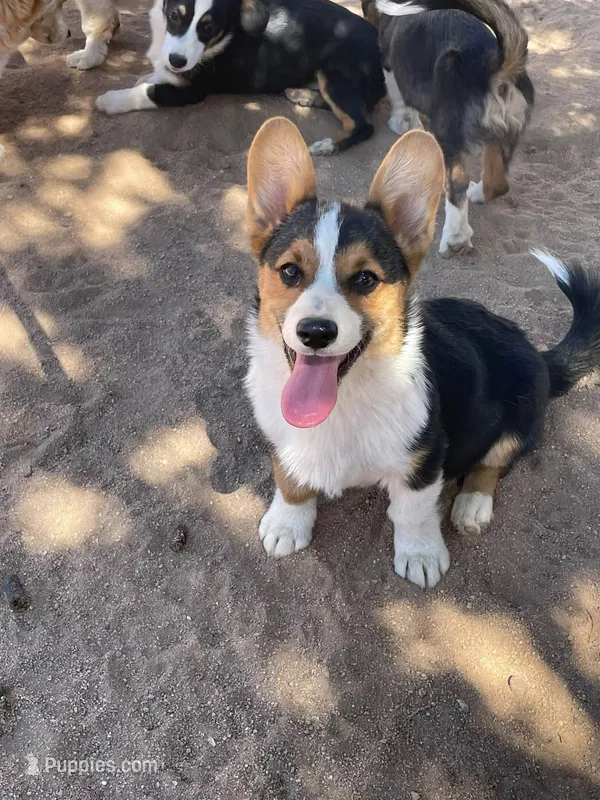 Sina – Pembroke Welsh Corgi puppy for sale in Apple Valley, CA