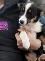 Bonnie-Auggie , a female Pembroke Welsh Corgi and Toy Australian Shepherd for sale in Apple Valley, CA – 3 of 6