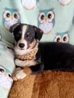 Bonnie-Auggie , a female Pembroke Welsh Corgi and Toy Australian Shepherd for sale in Apple Valley, CA – 4 of 6