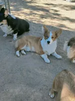 Blue, a male Pembroke Welsh Corgi for sale in Apple Valley, CA – Photo 7 of 7