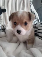 Blue, a male Pembroke Welsh Corgi for sale in Apple Valley, CA – Photo 2 of 7