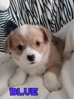 Blue, a male Pembroke Welsh Corgi for sale in Apple Valley, CA – Photo 1 of 7