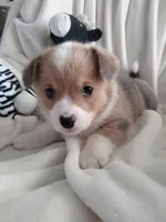 Blue, a male Pembroke Welsh Corgi for sale in Apple Valley, CA – Photo 4 of 7