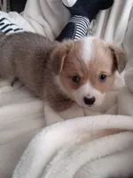 Blue, a male Pembroke Welsh Corgi for sale in Apple Valley, CA – Photo 5 of 7