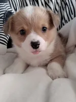 Blue, a male Pembroke Welsh Corgi for sale in Apple Valley, CA – Photo 3 of 7