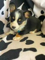 Nate , a male Pembroke Welsh Corgi for sale in Apple Valley, CA – 2 of 6
