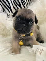 Petey, a male Pug for sale in Apple Valley, CA – 4 of 7