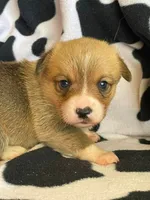 China - Triple Clear - Full AKC, a female Pembroke Welsh Corgi for sale in Apple Valley, CA – 3 of 8